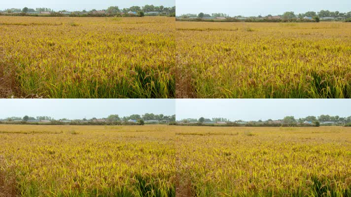 水稻田和农庄