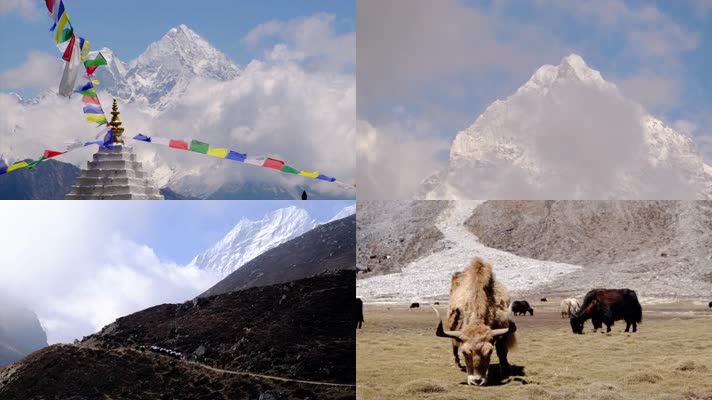 秘境西藏雪山牦牛藏羚羊壮丽空镜旅行