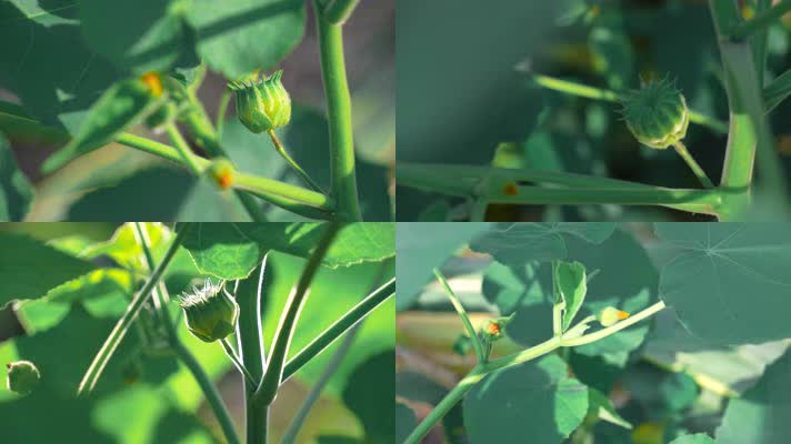 青麻 苘麻 椿麻 塘麻 车轮草 绳麻