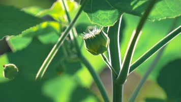 青麻 苘麻 椿麻 塘麻 车轮草 绳麻