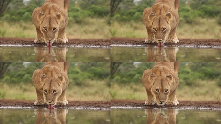 草原上小狮子在水边喝水