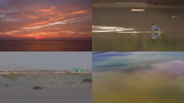 动物世界与美好家园