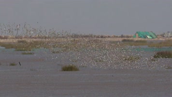 动物世界与美好家园