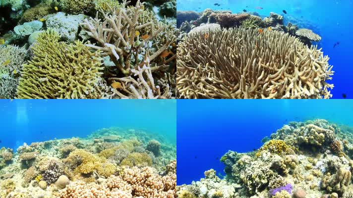 大海深处各种珊瑚活动拍摄