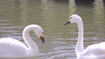 动物园天鹅 动物园天鹅