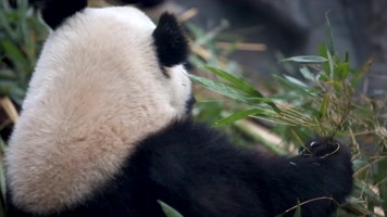 大熊猫吃竹子