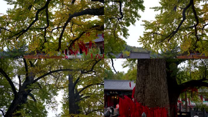 寺庙许愿千年银杏树