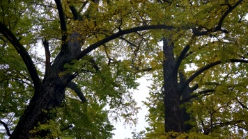 寺庙许愿千年银杏树