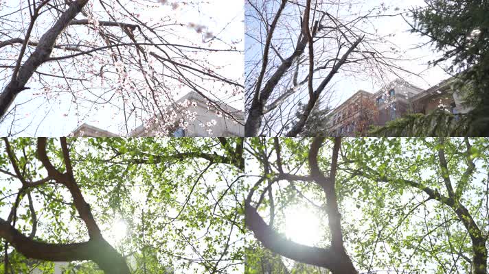 春日校园桃花 绿树
