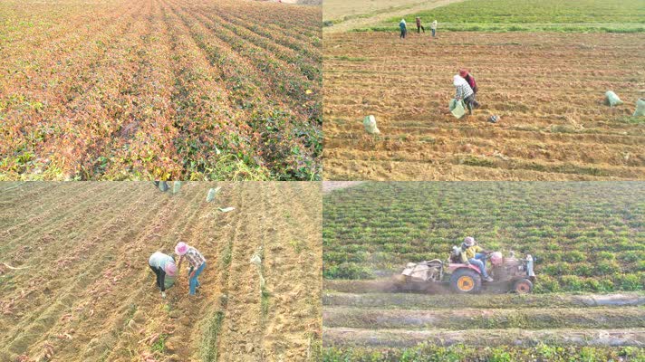 产业 甘薯 地瓜 山芋 紫薯 脱贫攻坚 菜地 红薯 务工 沃野 致富 小康 农村 高产 致富路 航拍 大面积 村落
