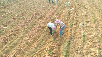 产业 甘薯 地瓜 山芋 紫薯 脱贫攻坚 菜地 红薯 务工 沃野 致富 小康 农村 高产 致富路 航拍 大面积 村落