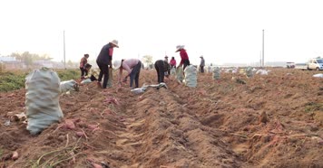 红薯丰收 红薯 西瓜红红薯 蜜薯 丰收的喜悦 马铃薯 农业专题片 现代农业 西瓜红 丰收季 红薯丰收素材 乡村振兴 地瓜