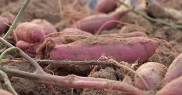 烟薯 红薯 地瓜 分拣整理 番薯 甘薯 山芋 