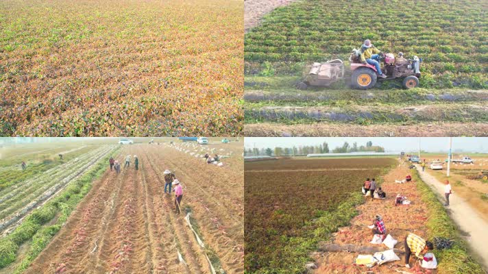 产业 甘薯 地瓜 山芋 紫薯 脱贫攻坚 菜地 红薯 务工 沃野 致富 小康 农村 高产 致富路 航拍 大面积 村落