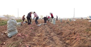 红薯 地瓜 地瓜装箱 小香薯 挖红薯 板栗薯 