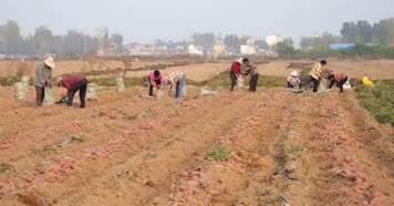 红薯丰收 红薯 西瓜红红薯 蜜薯 丰收的喜悦 马铃薯 农业专题片 现代农业 西瓜红 丰收季 红薯丰收素材 乡村振兴 地瓜