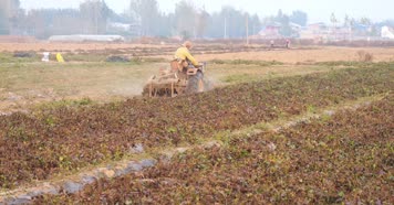 红薯丰收 红薯 西瓜红红薯 蜜薯 丰收的喜悦 马铃薯 农业专题片 现代农业 西瓜红 丰收季 红薯丰收素材 乡村振兴 地瓜