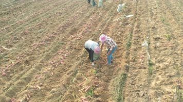 产业 甘薯 地瓜 山芋 紫薯 脱贫攻坚 菜地 红薯 务工 沃野 致富 小康 农村 高产 致富路 航拍 大面积 村落