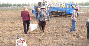 红薯丰收 红薯 西瓜红红薯 蜜薯 丰收的喜悦 马铃薯 农业专题片 现代农业 西瓜红 丰收季 红薯丰收素材 乡村振兴 地瓜