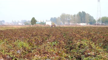 产业 甘薯 地瓜 山芋 紫薯 脱贫攻坚 菜地 红薯 务工 沃野 致富 小康 农村 高产 致富路 航拍 大面积 村落