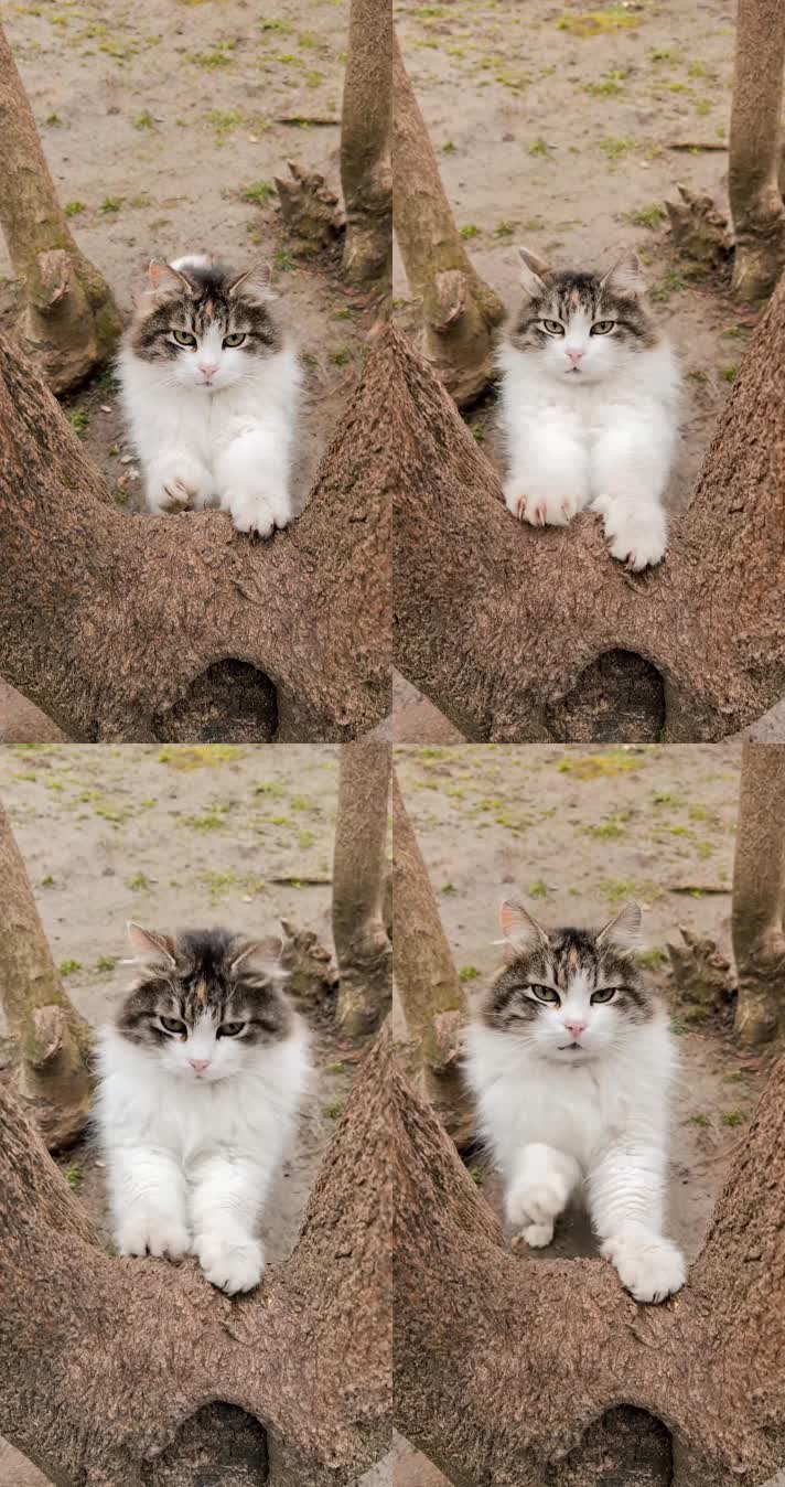 正在爬树的猫咪