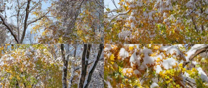 初冬大雪树木枫树黄枫冰雪融化