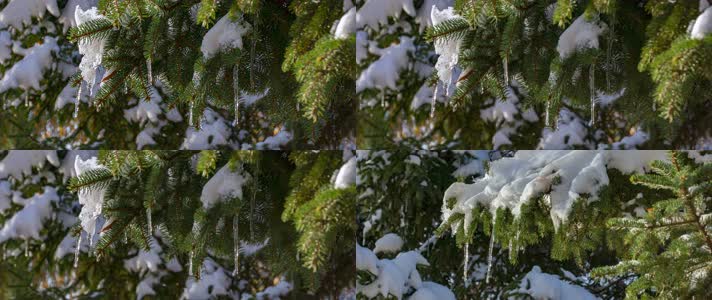 初冬大雪树木杉树枝头冰雪融化