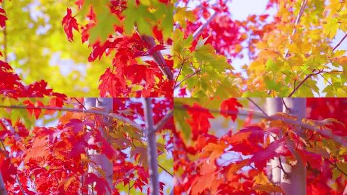 枫叶秋天 秋天阳光 秋天枫叶枫树 秋天风景