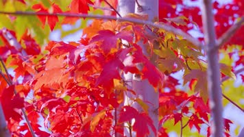 枫叶秋天 秋天阳光 秋天枫叶枫树 秋天风景