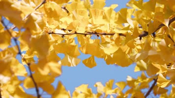 银杏银杏 银杏树 银杏叶 银杏落叶 秋天阳光