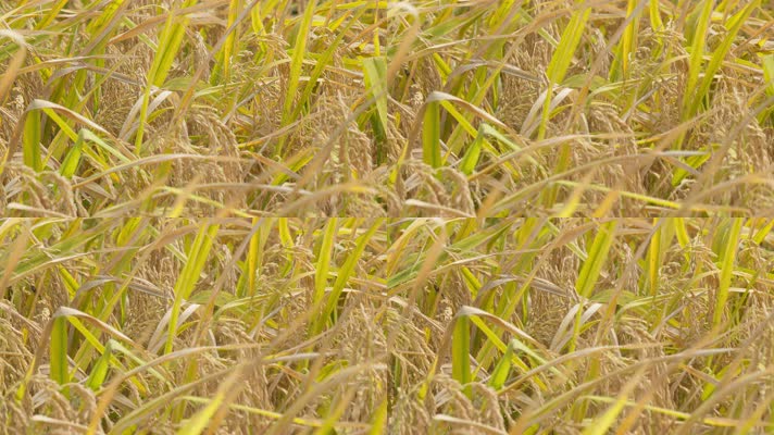 秋天水稻穗大米粮食成熟丰收