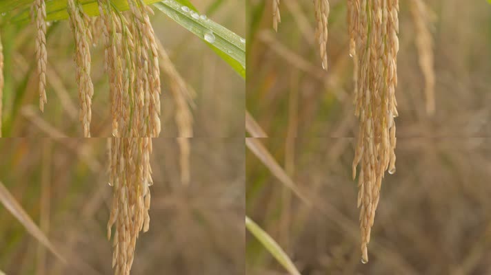 乡村水稻田稻穗五常大米丰收