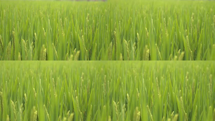 夏末农村水稻五常大米即将成熟