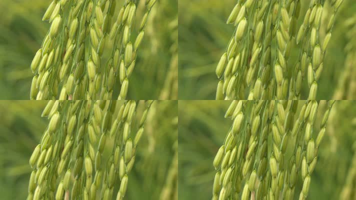 夏末初秋水稻即将成熟稻穗大米
