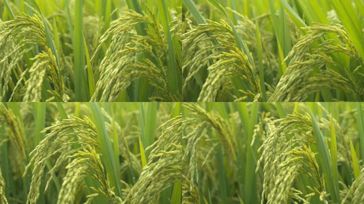 微风吹动水稻穗粮食庄稼大米