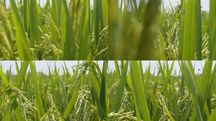 夏末水稻大米成熟镜头推进