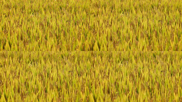 秋天水稻成熟田野粮食庄稼丰收