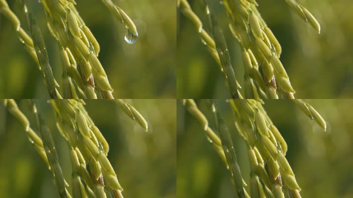 清晨水稻露珠滴水滋润灌溉