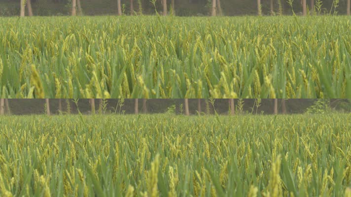 水稻小麦大米粮食庄稼成熟