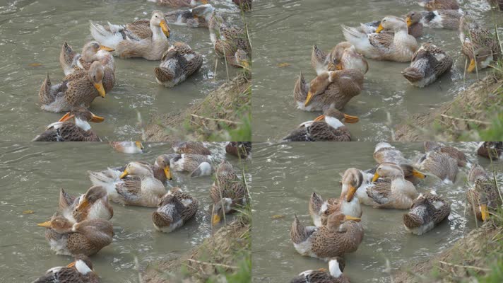 一群散养鸭子土鸭在池塘洗澡