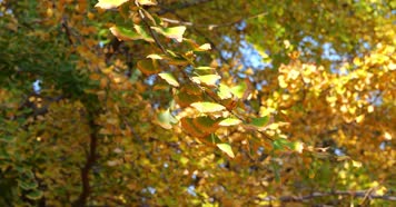 银杏 美景 秋色 银杏落叶 金秋遍地金黄 