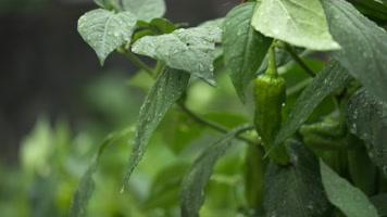 农村菜园辣椒树叶阴天下雨水滴