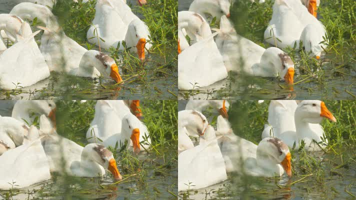 农村散养大白鹅在池塘吃水草
