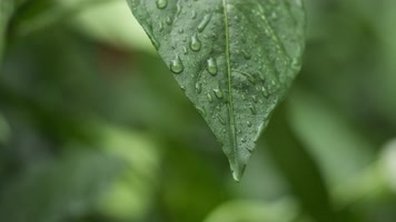 阴天下雨水滴树叶雨滴升格