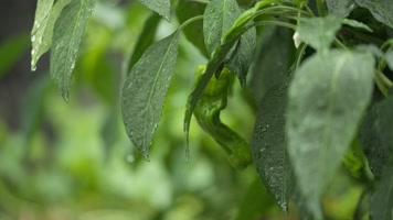 农村菜园阴天下雨水滴树叶辣椒