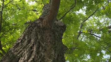 春天树木树叶抽树芽抬头仰望