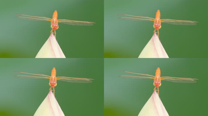 红蜻蜓在粉色荷花蕾上微距特写