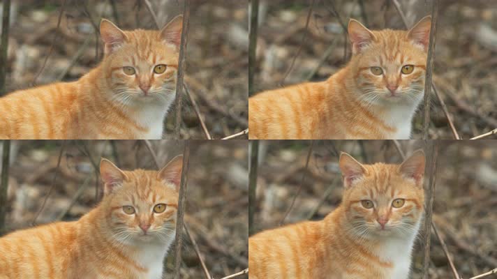 农村冬天的流浪猫橘猫咪对视