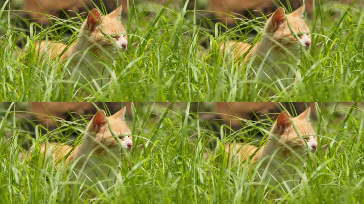 春天公园草丛里的流浪猫橘猫