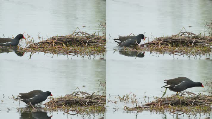 湿地黑水鸡走路上岸返回巢穴